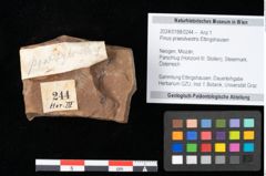 Foto (Objekt + Etikett) von Pinus praesilvestris Ettingshausen (NHMW-GEO-2024-0188-0244)